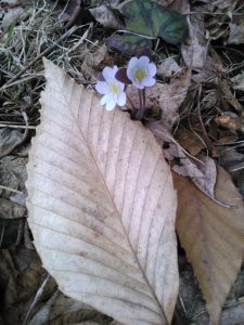 Happy May Day!  ( Hepatica )