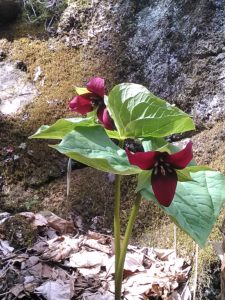 Trilliums!